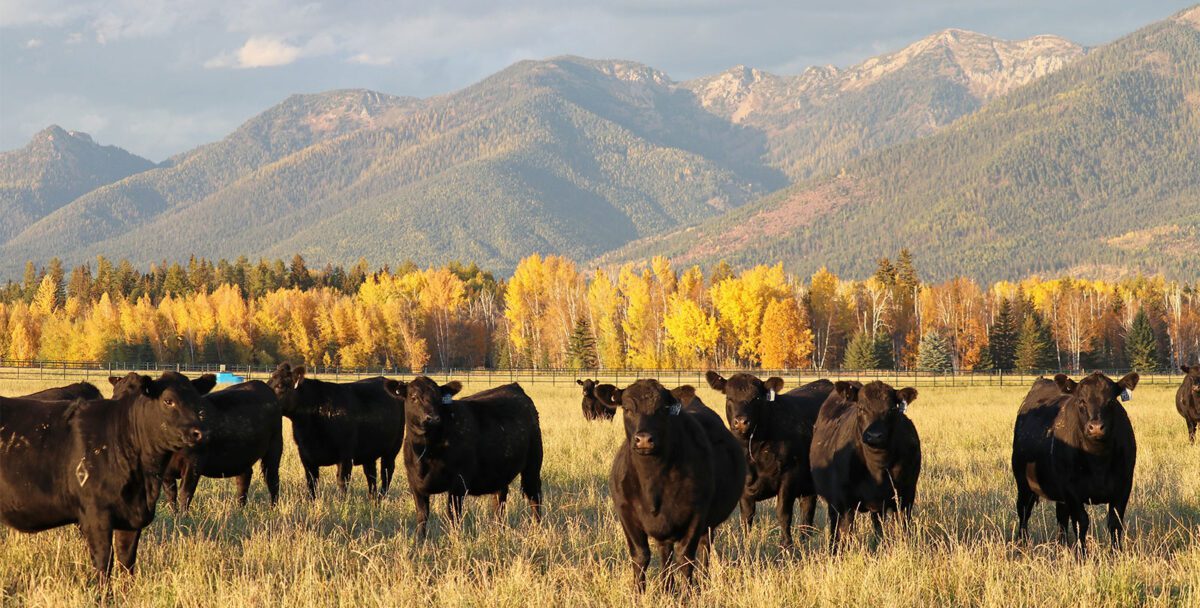 MT Ranch Regulatory Reform Blog